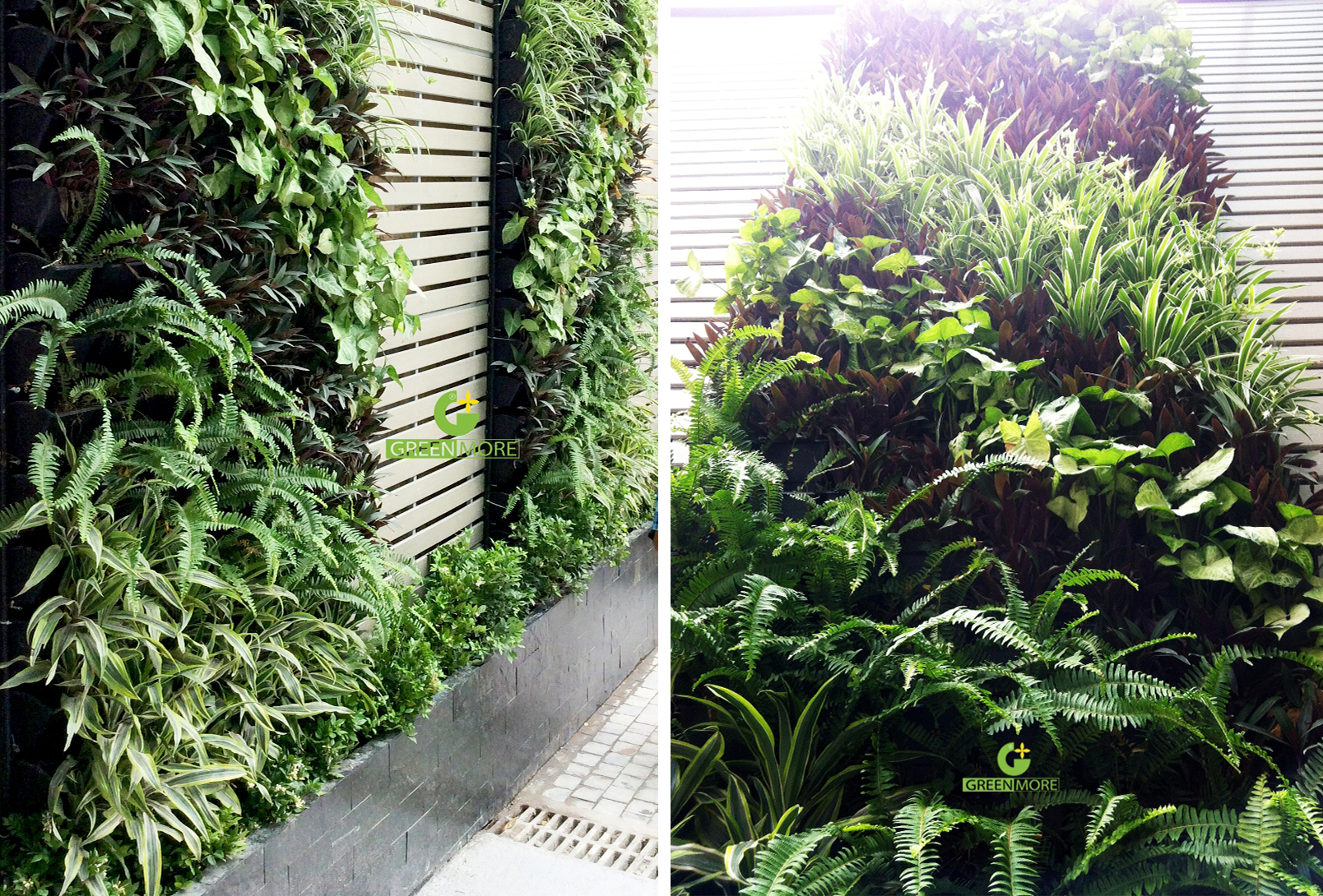 Thiết kế và thi công vườn đứng tòa nhà Mitalab