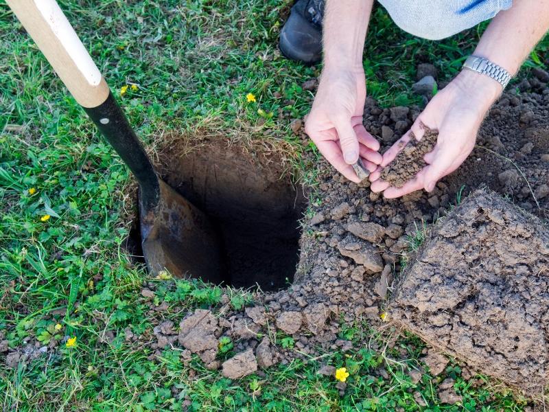 7 sai lầm phổ biến khi tự trồng sân vườn