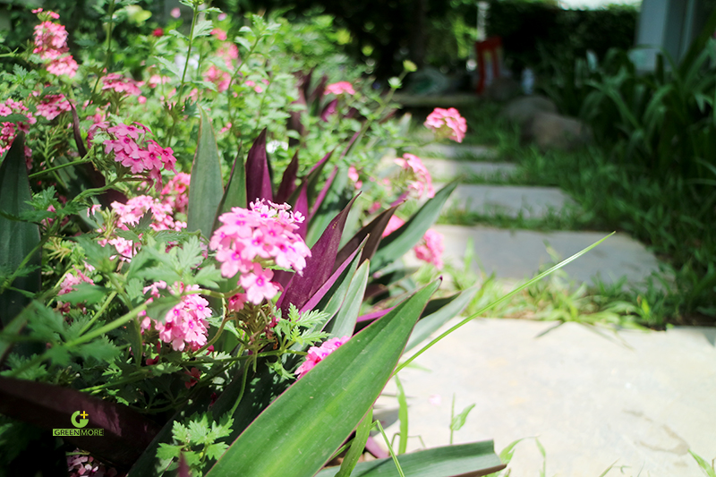 Thiết kế và thi công sân vườn biệt thự anh Trí – Ecopark