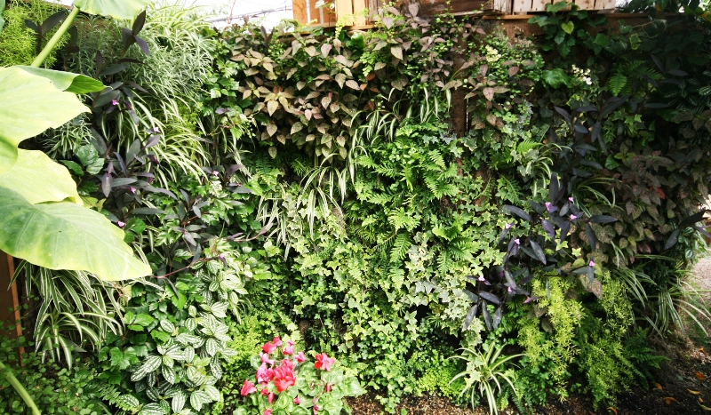 10 loại cây phổ biến cho vườn đứng mùa đông