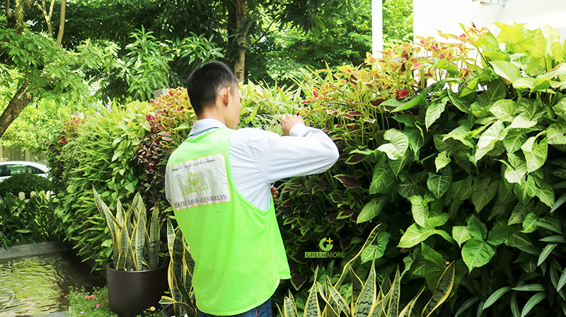 5 bước chăm sóc cây để có sân vườn luôn xanh tươi