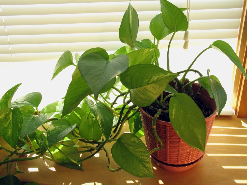 Các loại cây trồng cho vườn thẳng đứng