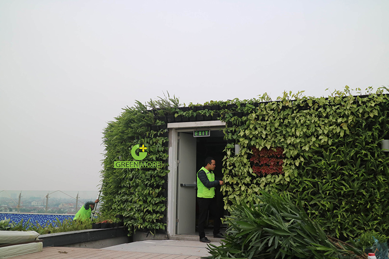 Greenmore-Hướng dẫn chăm sóc vườn đứng
