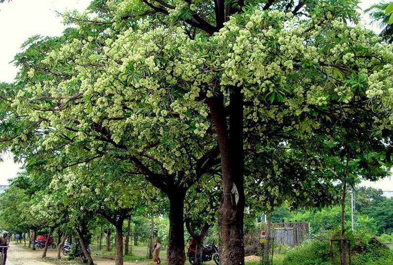 Cây xanh sân vườn phần 2 – Cây to bóng mát