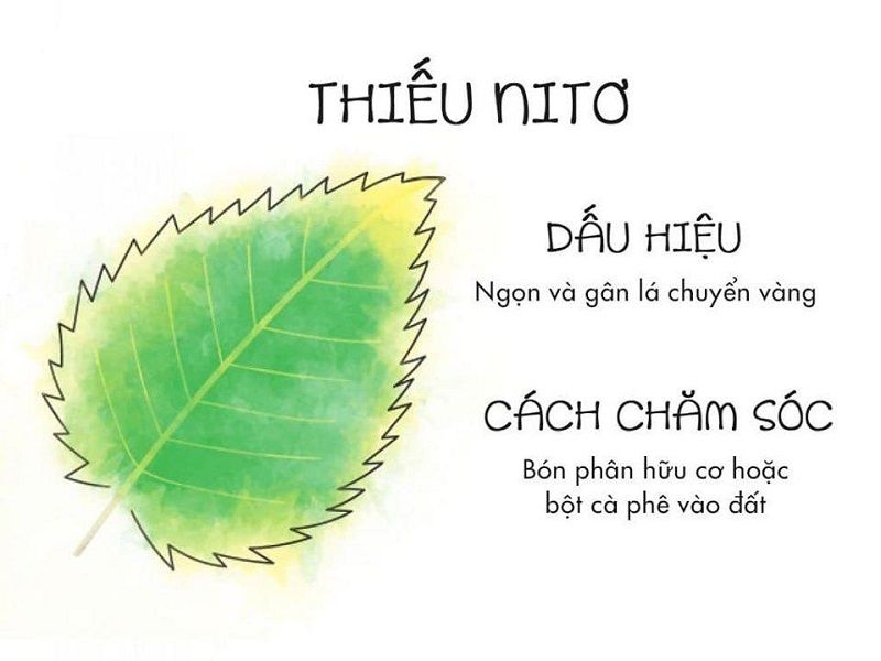 Cách nhìn lá biết cây thiếu chất gì để chăm sóc cây luôn xanh tốt