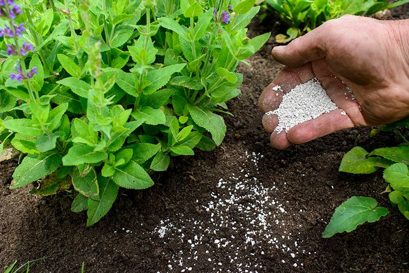 Những chú ý đặc biệt khi bón phân cho cây cảnh sân vườn