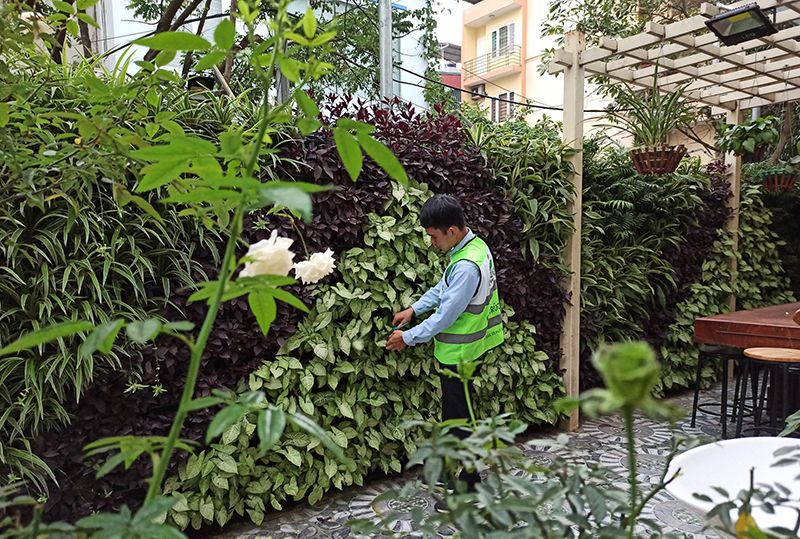 Trang trí tường rào sân vườn biệt thự bằng tường cây xanh
