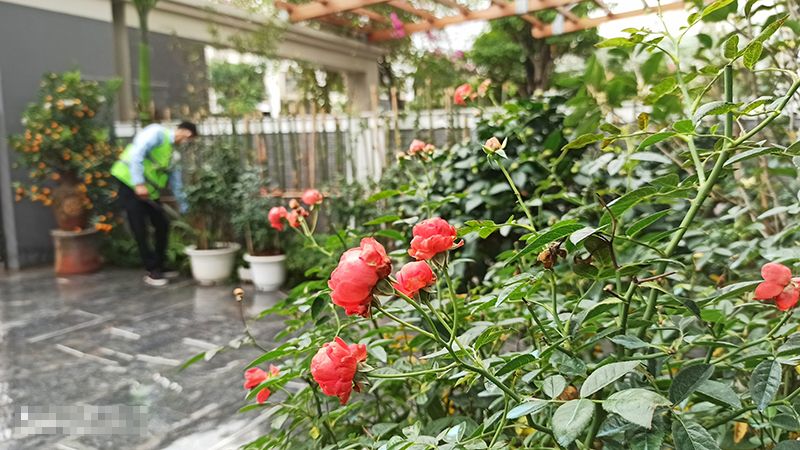 Cách chăm sóc hoa hồng sau tết chú ý cho người mới chơi
