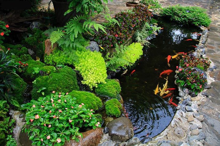 Hướng dẫn cách tự làm hồ cá chép KOI Nhật mini bằng hình ảnh